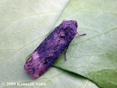 dark sword-grass (Agrotis ipsilon) Kenneth Noble